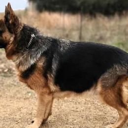 German Shepherds from NORTH American Disaster Response Training
