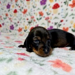 Mercutio - Wild  boar and tan male Dachshund puppy in Nampa, Idaho from 208 Wiener Wiggle Butts LLC