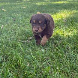 Rio - Red tri male Miniature Australian Shepherd puppy in New London, Minnesota from Broken T Australian Shepherds