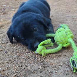 Labrador Retriever Puppies from Labrador Trails