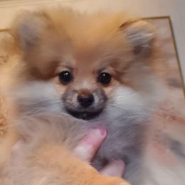 "Female : Cadbury 16 Dec 2023" Pomeranian Puppies from Fancy Paws Pomeranian