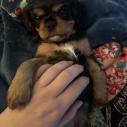 Cavalier King Charles Spaniel Puppies from Enchanted Cavaliers