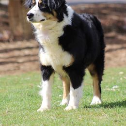 Willow - Australian Shepherd