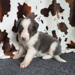 Priya - Slate female Border Collie puppy in Gary, Indiana from Lake Ridge Border Collies