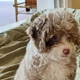 Aussiedoodles from All Dogs go to Heaven