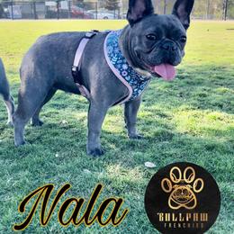 French Bulldog All Grown Up from Frenchies Fam