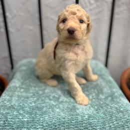 Pancake's - Cream female Goldendoodle puppy in Atlantic Beach, Florida from Glamorous Golden Doodles
