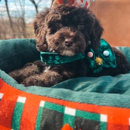 Orange Collar - Brown white and tan male Cockapoo puppy in Richmond, Kentucky from The Doting Doodle