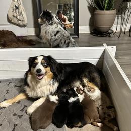 Miniature American Shepherd and Miniature Australian Shepherd Puppies from Whiskeytown Aussies