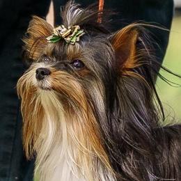 Multi Champion Kye - Black tan and white male Biewer Terrier puppy in Rocklin, California from Precious Jewels Biewer Terriers