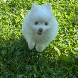 Pomeranian Puppies from Textilepoms