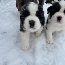 Saint Bernard Puppies from Northwoods Saint Bernards