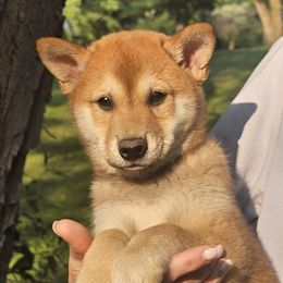 Archie - Red male Shiba Inu puppy in Carpentersville, Illinois from Veronika's Shiba Inus