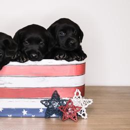 Labrador Retriever Puppies from AGL Retrievers