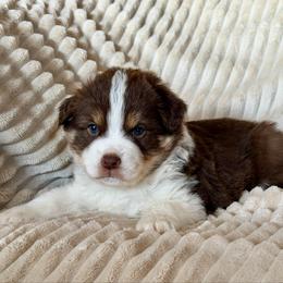 Sailor - Red tri male Miniature Australian Shepherd puppy in New Hampton, Iowa from Full River Australian Shepherds