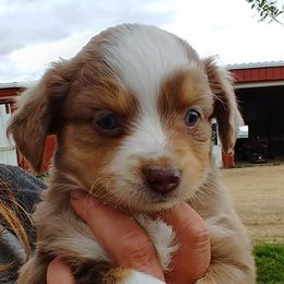 Miniature Australian Shepherds and Toy Australian Shepherds from Wild West Mini and Toy Aussies