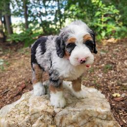 Halo - Blue merle female Bernedoodle puppy in Narvon, Pennsylvania from Beartown Doodles