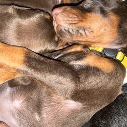 Doberman Pinscher Puppies from Von Schaaf Haus DuPree