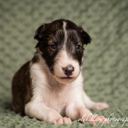 Silken Windhound Puppies from Amethyst Silken Windhounds