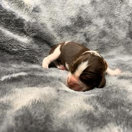 Charlie - Liver white and tan male English Springer Spaniel puppy in Battle Creek, Michigan from Eden Springer Spaniels