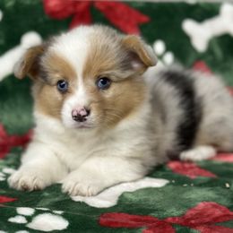 Ruffles - Blue merle and white female American Corgi puppy in Hico, Texas from Chisholm Trail Kennels