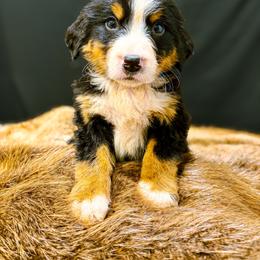 Buster - Tri-color male Bernese Mountain Dog puppy in Alabama from Dogwood Creek Bernese