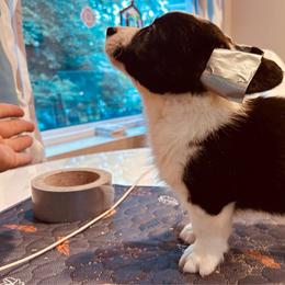 Steve - Black and white male Cardigan Welsh Corgi puppy in Des Plaines, Illinois from Ataraxis Cardigan Welsh Corgis