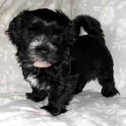 Havanese Puppies from Court Jester Havanese