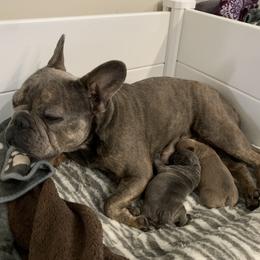 French Bulldog Puppies from Pardon My French Exquisite French Bulldogs