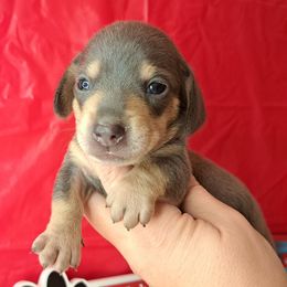 4,000.. blue and cream Cash smooth - Dapple male Dachshund puppy in Winter Haven, Florida from Gateway 2 Little Paws