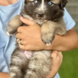 Sable male 2 - Yellow male Miniature Australian Shepherd puppy in Lemon Cove, California from Magic Ranch Mini Aussies