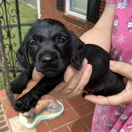 Chevy - Black male Dachshund puppy in Mocksville, North Carolina from The Dachs of Hazzard Dachshunds