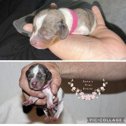 Pink girl - Blue and tan female Dachshund puppy in Pope, Mississippi from Anna’s Mini Doxies