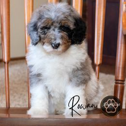 Rowan - Merle male Bernedoodle puppy in Allerton, Iowa from Jewell Kennels