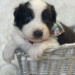 Ace - Red tri-color male Australian Shepherd puppy in Marshall, Virginia from Greywood Farm Aussies