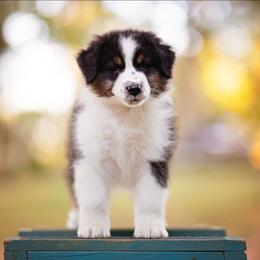 BTM 1 - Black tri-color male Australian Shepherd puppy in Elkton, Tennessee from Riverlook Australian Shepherds