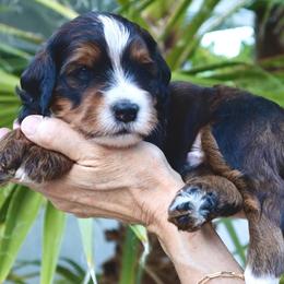 Archer - Tri-color male Bernedoodle puppy in Palm Desert, California from Palm Canyon Bernedoodles