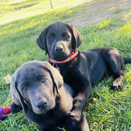 Dilute Retrievers and Labrador Retrievers from Megans Labradors