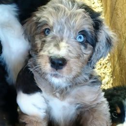 Aussiedoodle, Bernedoodle, Poodle, Shihpoo, and Shih Tzu Puppies from Route 66 Poodles & Doodles, Sapphire Shih-tzu's of Ohio