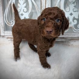 Sir Simon - Red  male Poodle puppy in Plainwell, Michigan from Northern Heart Standards