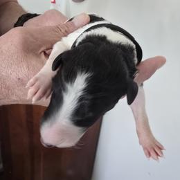 Black Collar - White male Borzoi puppy in Wichita, Kansas from Kaos Kennel