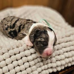 Mint - Merle female Bernedoodle puppy in Shelby, North Carolina from Forever Grateful Doodles