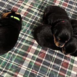 Rottweiler Puppies from Dragonstar Rottweilers