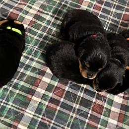 Rottweiler Puppies from Dragonstar Rottweilers
