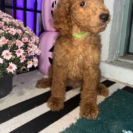 Green - Apricot female Goldendoodle puppy in Cocoa, Florida from Leopard n Lace Doodles