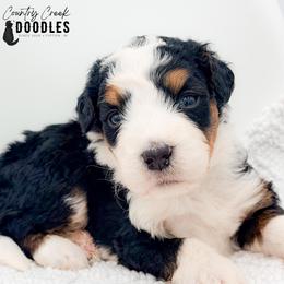 Ben - Tri-color male Bernedoodle puppy in Tipton, Indiana from Country Creek Doodles