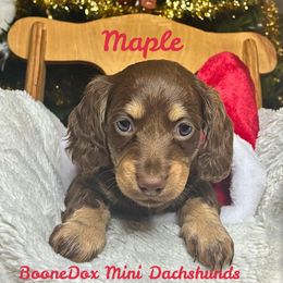 Maple - Dapple female Dachshund puppy in Noble, Oklahoma from Marissa's Dachshunds (BooneDox Mini Dachshunds)