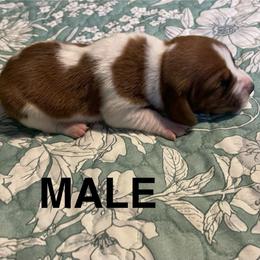 Clyde - Mahogany and white male Basset Hound puppy in Daleville, Alabama from Home Grown Basset Hounds of Alabama