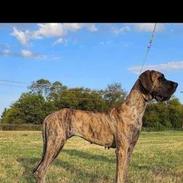 Penny - Great Dane