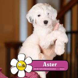 Aster - Black and white male Sheepadoodle puppy in Cleveland, Tennessee from Narrow Path Old English & Sheepadoodles